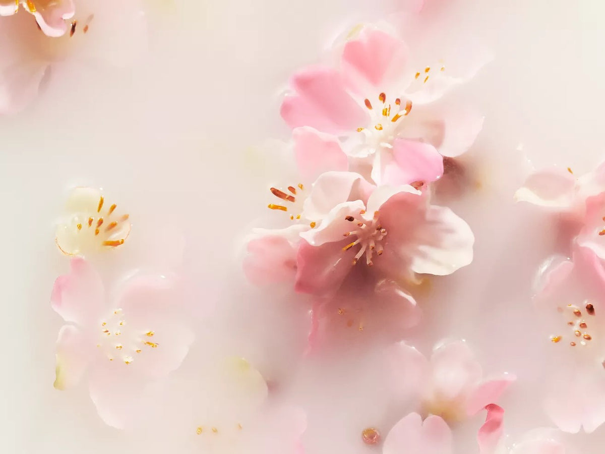 The Ritual of Sakura Ensemble de voyage