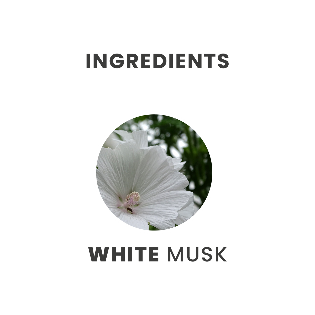 Tesori d'Oriente White Musk Bubble Bath Cream